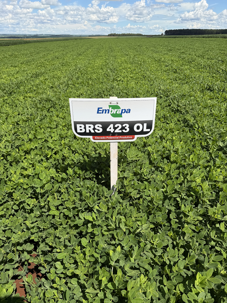 Produção em campo